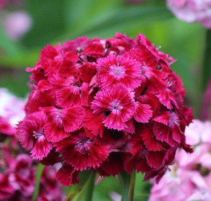 わたしの一花 7月26日あなたの花は アメリカナデシコ 365日のバースデーフラワー マリアレイ ヒーリングリゾートアカデミー